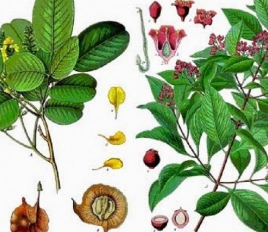 सामूदायिक बनमा पहिलो पटक व्यवसायिक जडिबुटी खेती गरिँदै