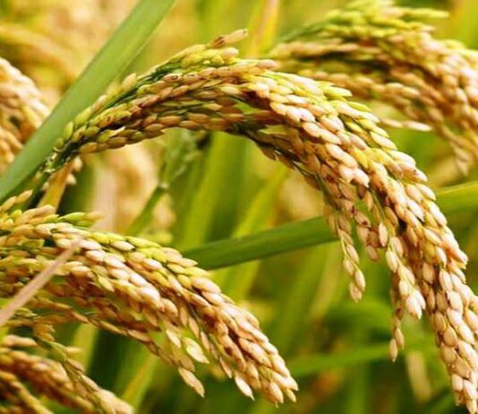 एकतिहाइ जमिन बाँझै भएपनि पर्वतमा धान उत्पादन चाहिँ बढ्यो