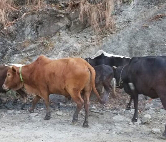 विहादी गाउँपालिकाद्वारा स्थानीय गाई र हलगोरु पाल्ने किसानलाई १० लाख अनुदान