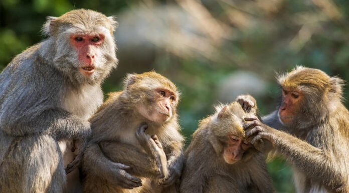 मतदाताले उम्मेदवारसँग भने बाँदर नियन्त्रण नभए गाउँ छाड्छौं