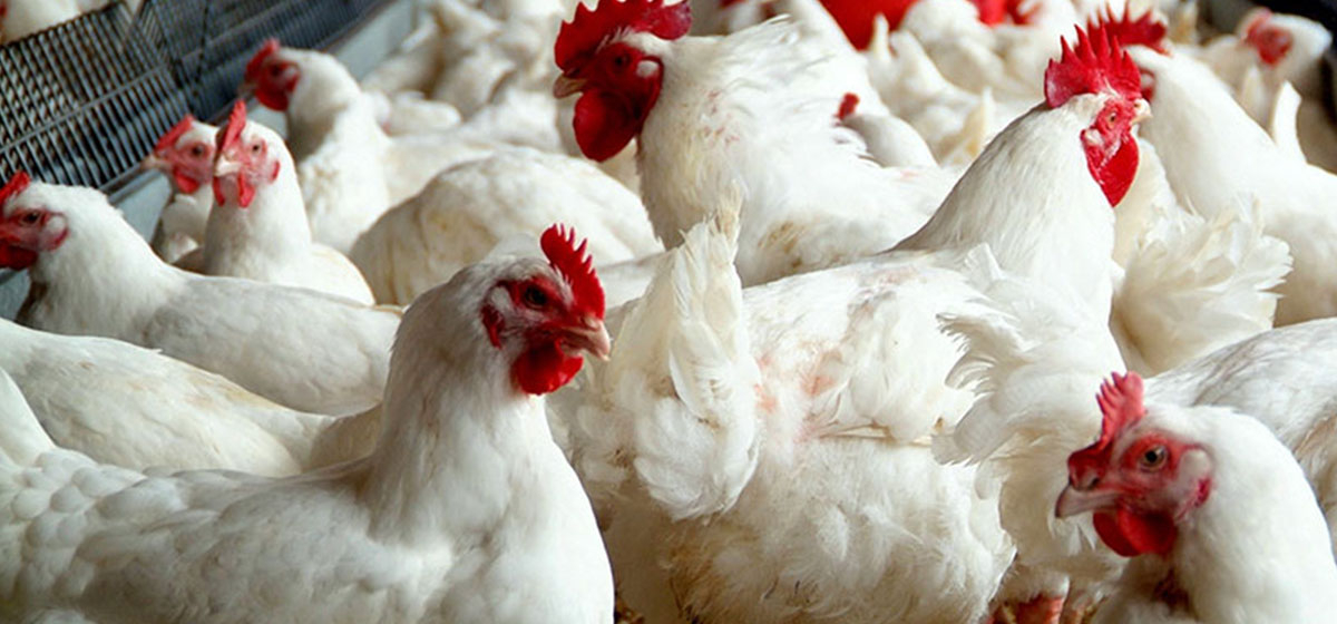 1646274741_1610006408_hen hen hen hen-1200x560